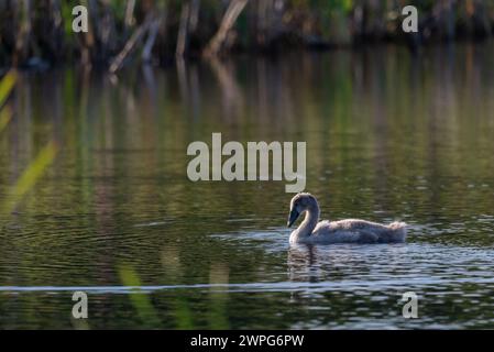 Un singolo cygnet che suona e si nutre intorno al lago selvaggio nelle giornate di sole - foto ravvicinate da lunga distanza Foto Stock