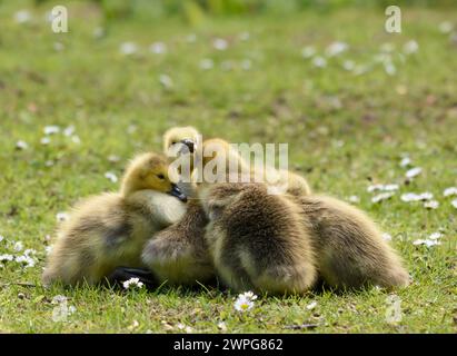 Canada Goose, Branta canadensis, diversi goslings accoccolati insieme su una margherita coperta bankside, May. Foto Stock