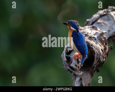 kingfisher malgascio, Parco Nazionale Ankarafantsika, Madagascar Foto Stock