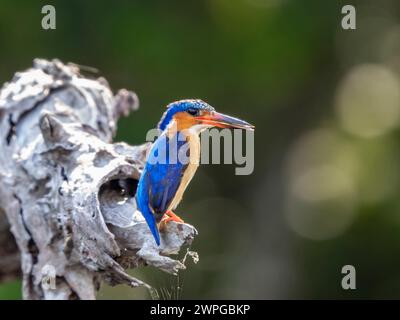 kingfisher malgascio, Parco Nazionale Ankarafantsika, Madagascar Foto Stock