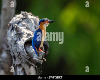 kingfisher malgascio, Parco Nazionale Ankarafantsika, Madagascar Foto Stock