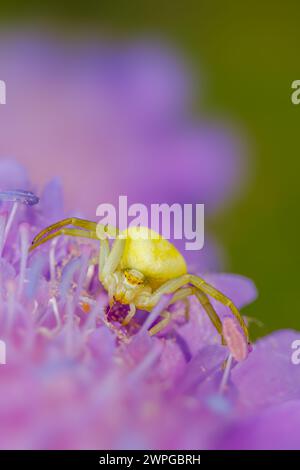 Ragno granchio (Misumena vatia) su fiore viola Foto Stock