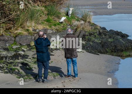 Fotografi di fauna selvatica che fotografano a Little Egret e Grey Heron a Rosscarbery, West Cork, Irlanda. Foto Stock