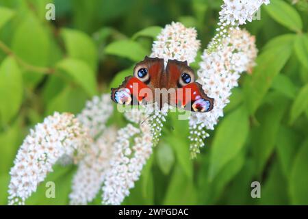 Farfalla di Peacock (Aglais io) su fiori bianchi di farfalla cespuglio (Bardona) Foto Stock