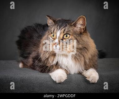 Foto orizzontale di un bellissimo gatto domestico a pelo lungo che si stende guardando di lato. Foto Stock