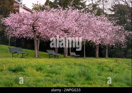 Fioritura in primavera. Paesaggio di Prunus Kwanzan fiori rosa, albero e panchina. Losanna, Svizzera. Foto Stock