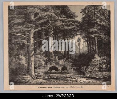 Riproduzione dell'illustrazione di Feliks Brzozowski dell'interno della foresta, che mostra alberi densi e terreno boschivo, pubblicata nel 1879 su Tygodnik Ilustrowany. Foto Stock
