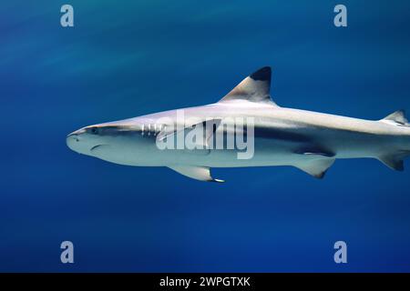 Squalo nero (Carcharhinus limbatus) sott'acqua Foto Stock