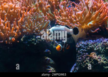 Frostbite Ocellaris Clownfish (Amphiprion ocellaris) - pesce d'acquario Foto Stock