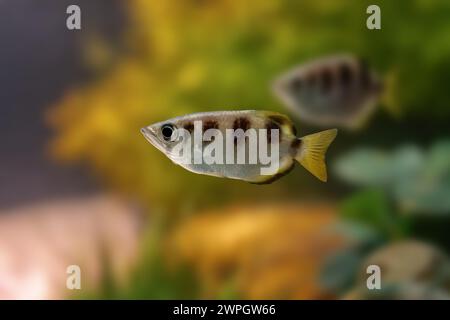 Pesce arcaico a banda (Toxotes jaculatrix) - pesce marino Foto Stock
