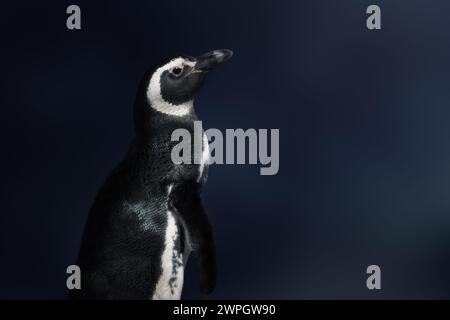 Pinguino Magellano (Spheniscus magellanicus) - pinguino sudamericano Foto Stock