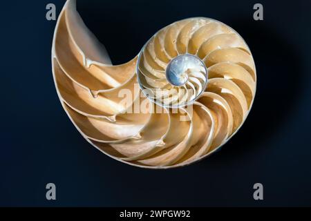 Interno conchiglia dell'imperatore Nautilus (Nautilus Pompilius) - conchiglia Foto Stock