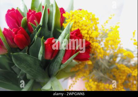 tulipani con mimosa. Bouquet primaverile con fiori di mimosa e tulipani rossi - concetto primaverile, sfondo naturale primaverile. Foto Stock