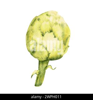 Carciofo acquerello. Illustrazione vegetale dipinta a mano in stile vintage isolata su sfondo bianco. Foto Stock