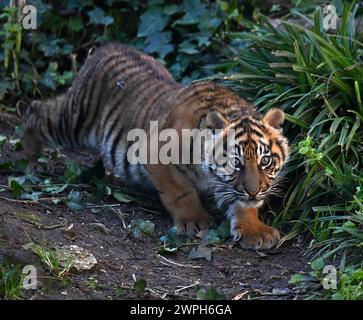 Roma, Italia. 7 marzo 2024. Kala, un cucciolo di tigre di Sumatra, è stato visto al Bio Park Zoo di Roma, Italia, il 7 marzo 2024. Il cucciolo di tigre di tre mesi ha fatto il suo debutto pubblico qui giovedì. Crediti: Alberto Lingria/Xinhua/Alamy Live News Foto Stock