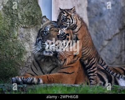 Roma, Italia. 7 marzo 2024. Kala, un cucciolo di tigre di Sumatra, suona al Bio Park Zoo di Roma, Italia, il 7 marzo 2024. Il cucciolo di tigre di tre mesi ha fatto il suo debutto pubblico qui giovedì. Crediti: Alberto Lingria/Xinhua/Alamy Live News Foto Stock