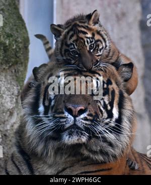 Roma, Italia. 7 marzo 2024. Kala, un cucciolo di tigre di Sumatra, suona al Bio Park Zoo di Roma, Italia, il 7 marzo 2024. Il cucciolo di tigre di tre mesi ha fatto il suo debutto pubblico qui giovedì. Crediti: Alberto Lingria/Xinhua/Alamy Live News Foto Stock