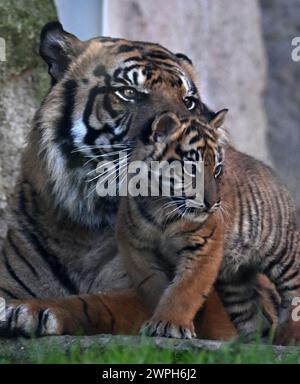 Roma, Italia. 7 marzo 2024. Kala, un cucciolo di tigre di Sumatra, suona al Bio Park Zoo di Roma, Italia, il 7 marzo 2024. Il cucciolo di tigre di tre mesi ha fatto il suo debutto pubblico qui giovedì. Crediti: Alberto Lingria/Xinhua/Alamy Live News Foto Stock