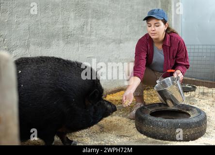 Agricoltore che alimenta il maiale iberico nero nel paddock presso l'allevamento Foto Stock