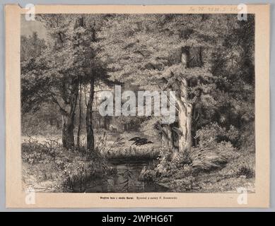 Illustrazione dell'interno della foresta vicino a Narew, che mostra alberi, sottobosco e terreno forestale, pubblicata nel 1880. Foto Stock