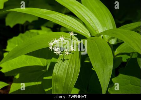 La foca di Salomone, nota anche come foca falsa di Salomone (Maianthemum stellatum aka Smilacina stellata), cresce in una foresta vicino alla cima delle cascate dell'Oregon Foto Stock