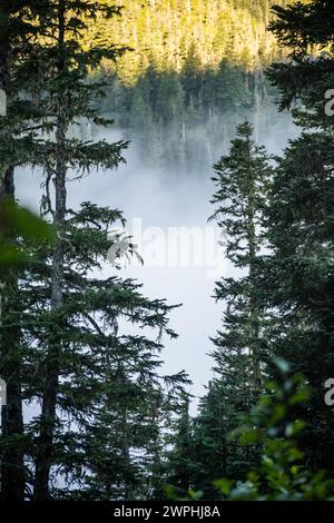 Low Cloud attraversa la Olympic Valley dietro i pini lungo il sentiero del fiume Hoh Foto Stock