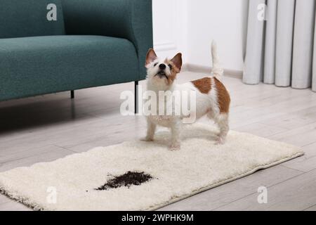 Bel cane vicino alla macchia di fango sul tappeto al chiuso. Spazio per il testo Foto Stock