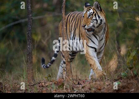 Tiger - Tigress - conosciuto come Biruhli Emerging from the Woodland, Bandhavgarh, febbraio 2024 Foto Stock