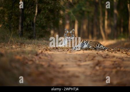 Tiger - Tigress - conosciuto come Biruhli in the Woodland, Bandhavgarh, febbraio 2024 Foto Stock