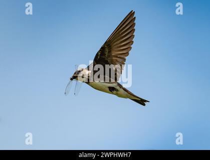 Un Martin castigato di castagne (Progne tapera) catturò una libellula in volo. Argentina. Foto Stock