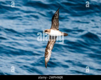 Un Petrel Atlantico (Pterodroma incerta) che vola sull'oceano. Oceano Atlantico meridionale. Foto Stock