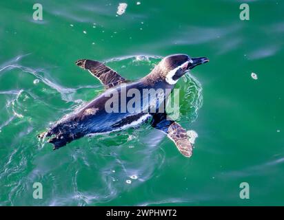 Un pinguino di Magellano (Spheniscus magellanicus) che nuota nell'oceano. Oceano Atlantico meridionale. Foto Stock