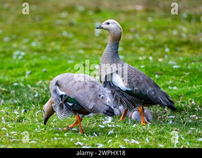 Una famiglia di oche dalla testa rude (Chloephaga rubidiceps). Le Isole Falkland. Foto Stock