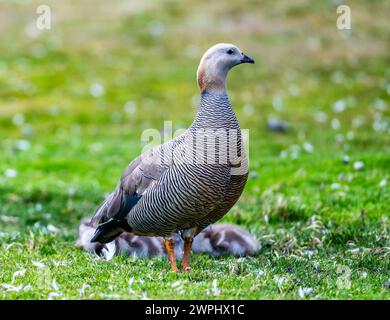 Una famiglia di oche dalla testa rude (Chloephaga rubidiceps). Le Isole Falkland. Foto Stock