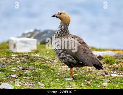 Un'oca dalla testa rude (Chloephaga rubidiceps). Le Isole Falkland. Foto Stock