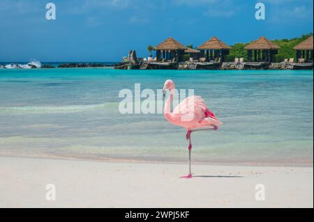 Un fenicottero rosa sulla spiaggia, Renaissance Private Island, Aruba, Caraibi Foto Stock