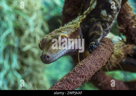 Geco crestato su un ramo - Rhacodactylus ciliatus, Correlophus ciliatus Foto Stock