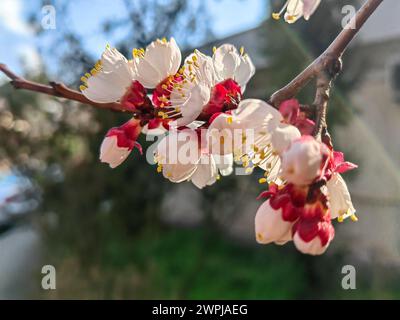 Fioritura in inverno. Piante di fiori siberiani, rami di alberi Foto Stock