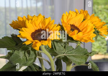 Girasoli in primo piano sullo sfondo della finestra del giardino Foto Stock