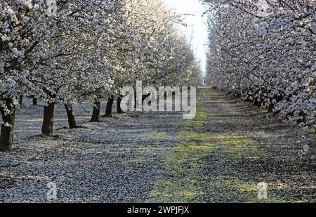 Vicolo di mandorli - Fresno, California Foto Stock