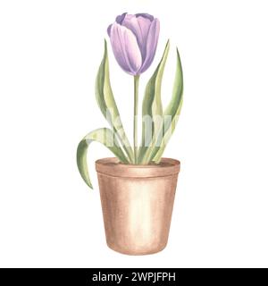 Tulipano viola con foglie in vaso di fiori d'argilla. Fiore del giardino primaverile. Illustrazione botanica isolata ad acquerello disegnata a mano. Modello di disegno floreale per Foto Stock