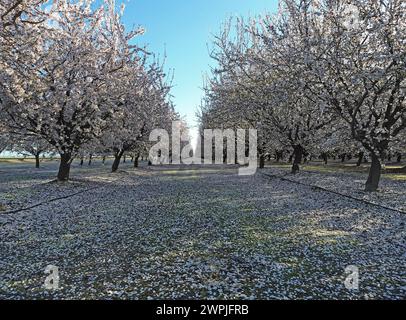 Frutteto di mandorle in fiore - Fresno, California Foto Stock