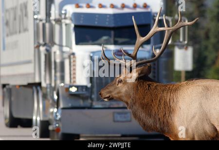 Sicurezza stradale con Elk su strada. Foto Stock