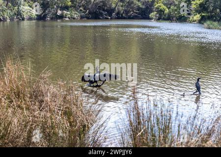 Royal National Park, il primo parco nazionale dell'Australia, con il Port Hacking Rove vicino al villaggio di Audley, Sydney, NSW, Australia Foto Stock