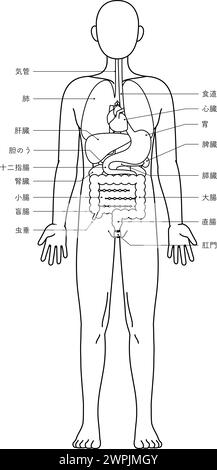 Disegno strutturale del corpo umano, illustrazione degli organi interni (viscera) disegno della linea bianco e nero - traduzione: Appendice anus stomaco rett Illustrazione Vettoriale
