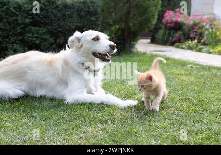 un grande cane bianco giace sull'erba e un curioso gattino rosso cammina nelle vicinanze. Incontro amichevole di animali domestici, relazioni tra animali, soggiorno Foto Stock