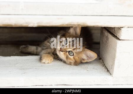 il gattino bruno si nascose e sbircia fuori da una panchina di legno bianca, guardando con interesse. il tuo animale preferito Foto Stock