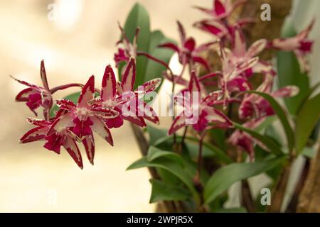 Orchidea di roccia rosa o Dendrobium del Capitano King Foto Stock