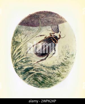 GRANDE scarabeo d'acqua la storia di Mr. Jeremy Fisher di Beatrix Potter, The tale of Mr. Jeremy Fisher è un libro per bambini, scritto e illustrato da Beatrix Potter. Fu pubblicato da Frederick Warne & Co. Nel luglio 1906. Jeremy Fisher è una rana che vive in una casa "sciocca" ai margini di uno stagno. Durante un giorno di pioggia, raccoglie vermi per la pesca e parte attraverso lo stagno sulla sua barca con i tappetini per le gile. Ha in programma di invitare i suoi amici a cena se prende più di cinque minuti. Incontra ogni sorta di battute d'arresto per il suo obiettivo, e fugge da una trota grossa che cerca di ingoiarlo. Nuota Foto Stock