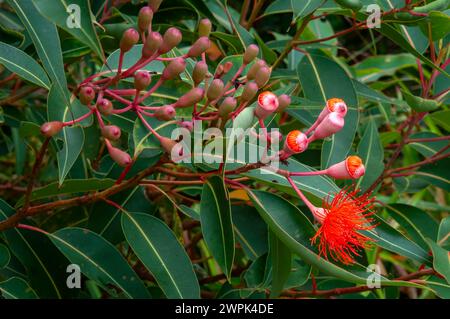 Sydney Australia, fiori e gemme di una ficifolia corymbia 'Baby Orange' albero Foto Stock